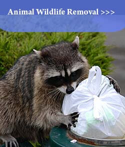 Wildlife Solvers Animal Wildlife Removal