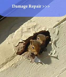 Results Pest Control Damage Repair Services