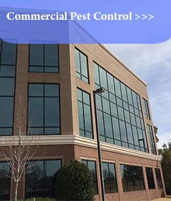 Commercial Pest control