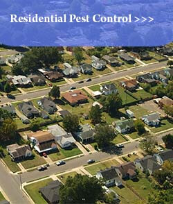 Residential Pest Control