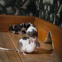 Results Pest Solutions-Mice-Infestation-control
