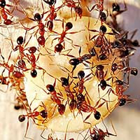 Results Pest Solutions-ant-control