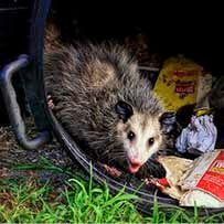 Results Pest Solutions-possum-control