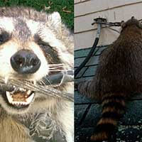 Results Pest Solutions raccoon control