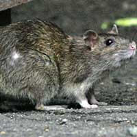 Results Pest Solutions-rat-control