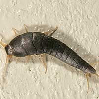 Results Pest Solutions-silverfish-control