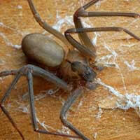 Results Pest Solutions-spider-control
