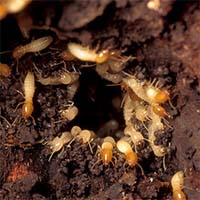 Termite definition