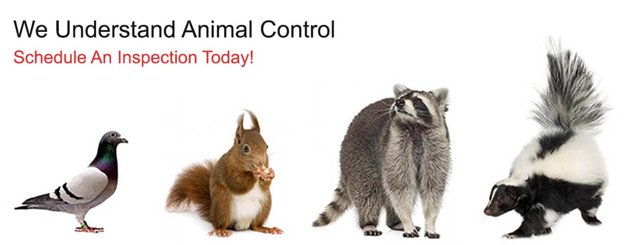 Wildlife control