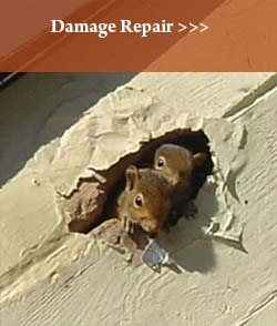 Results Pest Control does Damage Repair