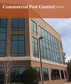 Commercial Pest Control