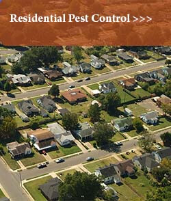 Residential Pest Control