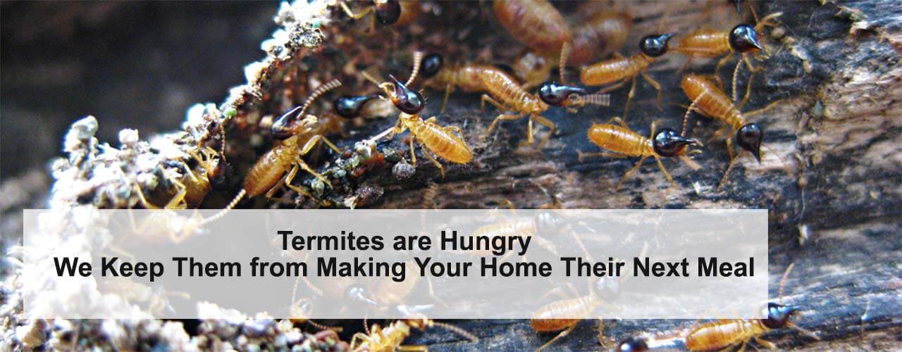 Rescue Termites Service Solutions
