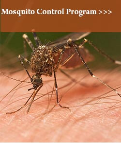 Mosquito Program